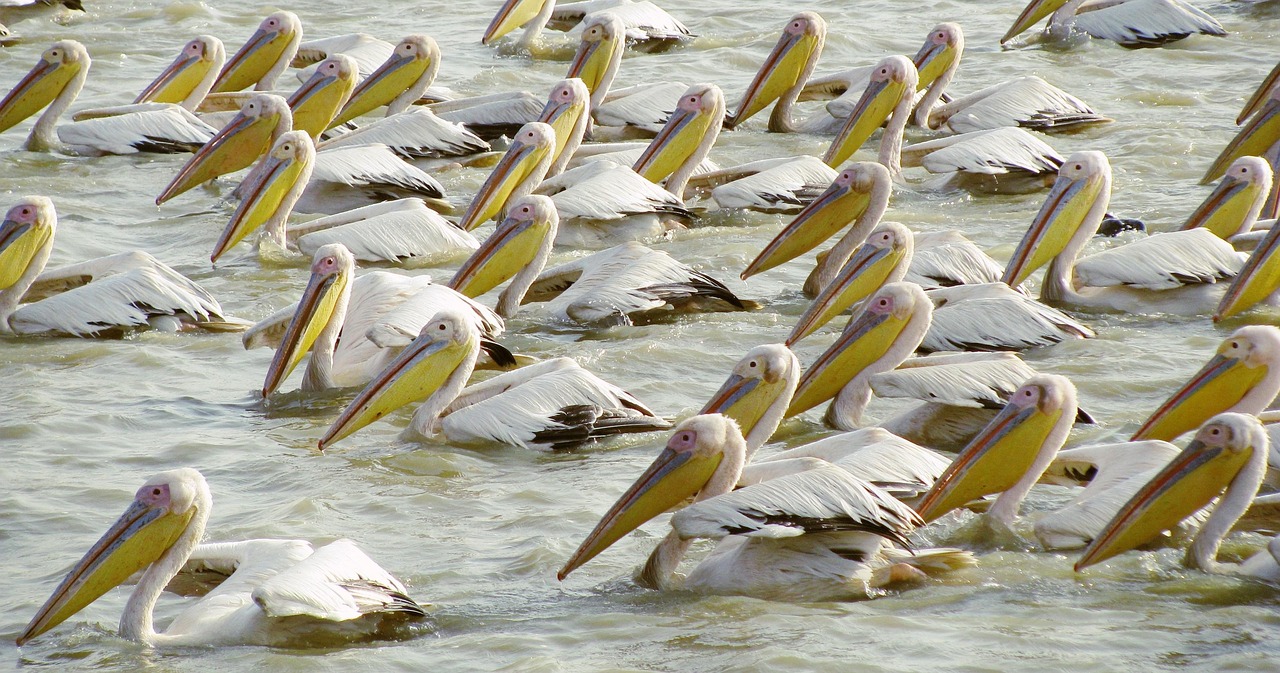 Senegal Birds