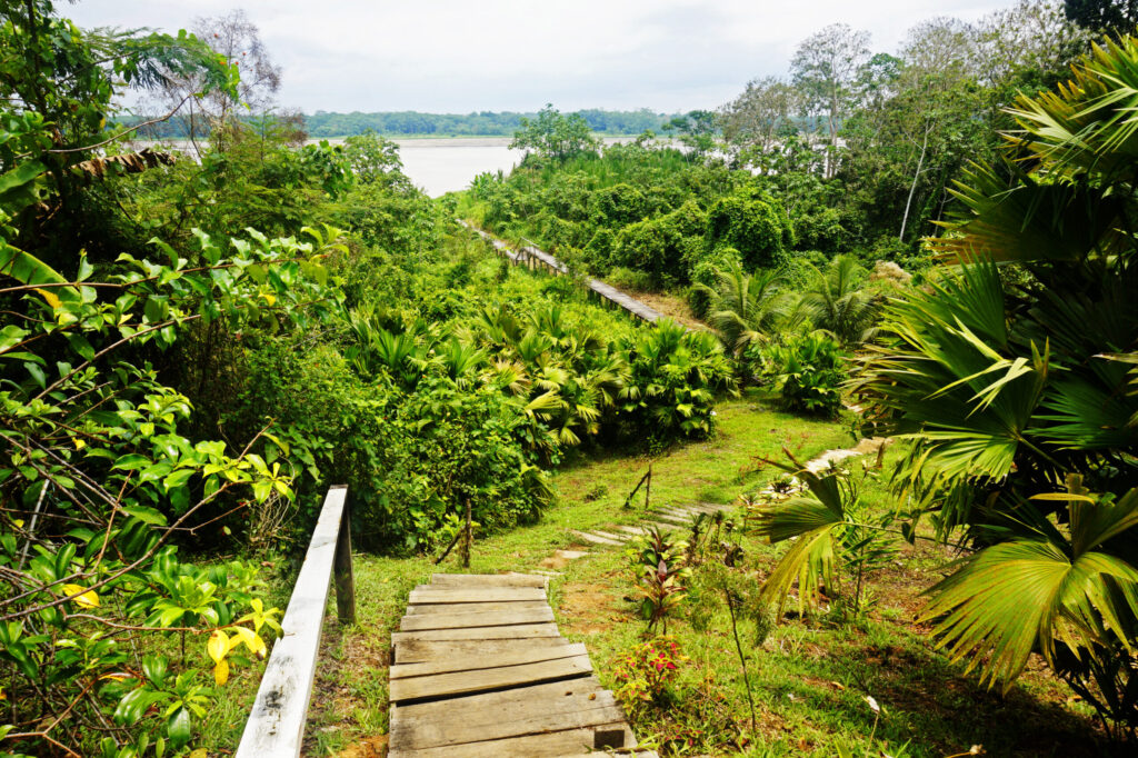 Path to Amazon River through the jungle