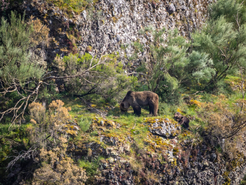 Wild brown bear walking through green mountain habitat in northern Spain