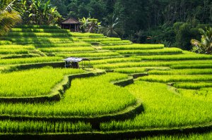 Ubud